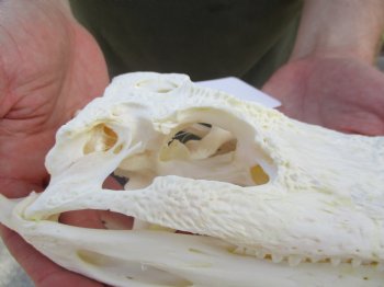 This is a B-Grade Real Florida Alligator Skull, 8-3/4 inches, For Sale for $35