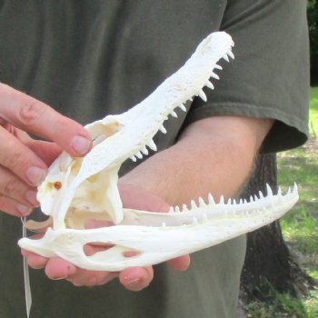 This is a B-Grade Real Florida Alligator Skull, 8-1/4 inches, For Sale for $35
