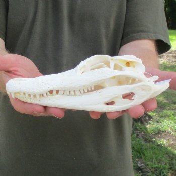 This is a B-Grade Real Florida Alligator Skull, 8-1/4 inches, For Sale for $35