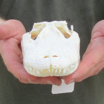 This is a B-Grade Real Florida Alligator Skull, 8-1/4 inches, For Sale for $35