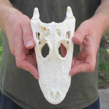 This is a B-Grade Real Florida Alligator Skull, 8-1/4 inches, For Sale for $35