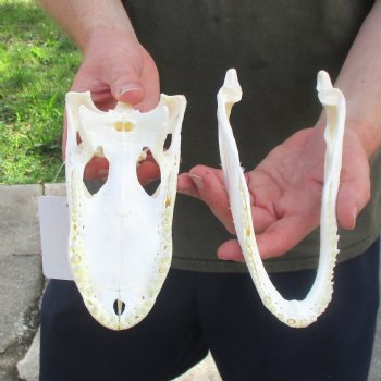 This is a B-Grade Real Florida Alligator Skull, 8-1/4 inches, For Sale for $35