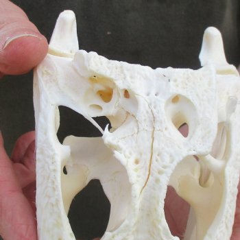 This is a B-Grade Real Florida Alligator Skull, 8-1/4 inches, For Sale for $35