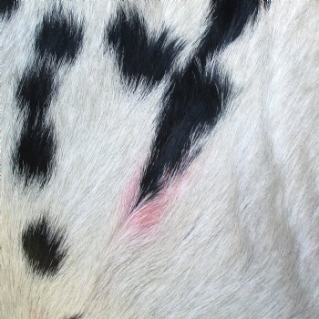 B-Grade Genuine Real Goat Hide for sale -  39x31 inches - $20