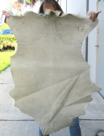 B-Grade Genuine Real Goat Hide for sale -  37x27 inches - $20