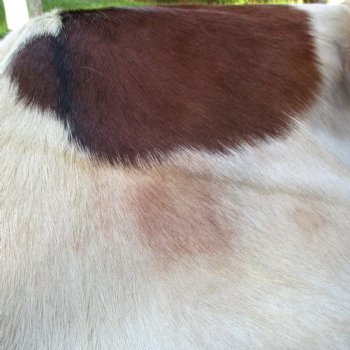 B-Grade Genuine Real Goat Hide for sale -  37x27 inches - $20