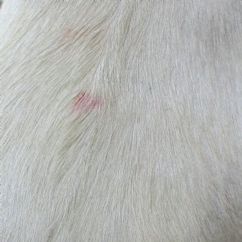 B-Grade Genuine Real Goat Hide for sale -  37x27 inches - $20