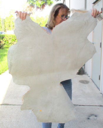 B-Grade Genuine Real Goat Hide for sale -  36x26-1/2 inches - $20