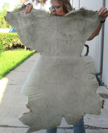 B-Grade Genuine Real Goat Hide for sale -  39x29-1/2 inches - $20