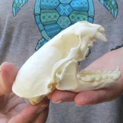 A-Grade North American River Otter Skull - $45