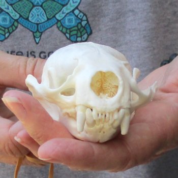 A-Grade North American River Otter Skull - $45