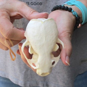 A-Grade North American River Otter Skull - $45