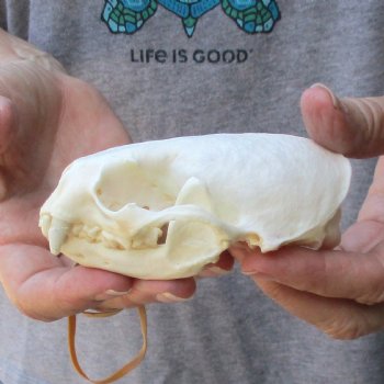 A-Grade North American River Otter Skull - $45