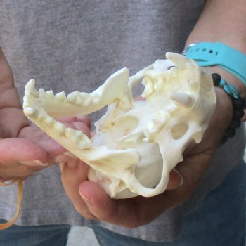 A-Grade North American River Otter Skull - $45