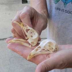 Two pheasant skulls for sale 2-3/4 inches long - you are buying the two skulls pictured for $39.00