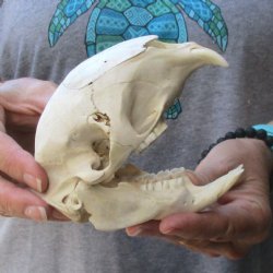 For Sale Cape Porcupine Skull measuring 5-1/4 inches long - $60