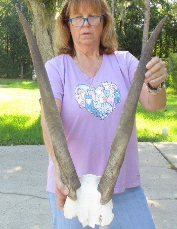 B-Grade Female Eland Skull Plate with 26-3/4 inch Horns - $29 