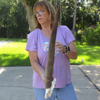 B-Grade Female Eland Skull Plate with 26-3/4 inch Horns - $29 