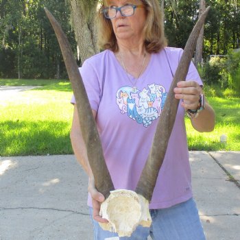 B-Grade Female Eland Skull Plate with 26-3/4 inch Horns - $29 