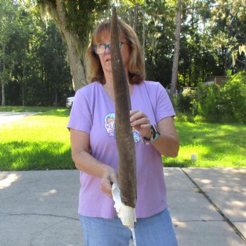 B-Grade Female Eland Skull Plate with 26-3/4 inch Horns - $29 