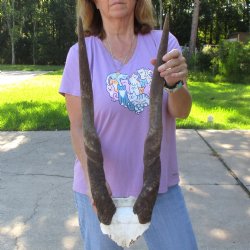 B-Grade Female Eland Skull Plate with 26 inch Horns - $29 