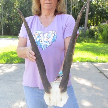 B-Grade Female Eland Skull Plate with 23-1/2 inch Horns - $29 