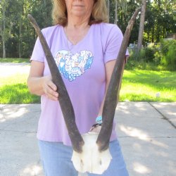 B-Grade Female Eland Skull Plate with 23-1/2 inch Horns - $29 