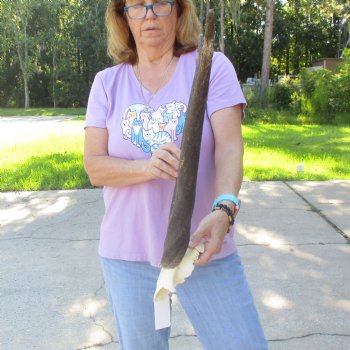 B-Grade Female Eland Skull Plate with 23-1/2 inch Horns - $29 