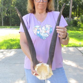 B-Grade Female Eland Skull Plate with 23-1/2 inch Horns - $29 