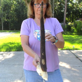 B-Grade Female Eland Skull Plate with 23-1/2 inch Horns - $29 