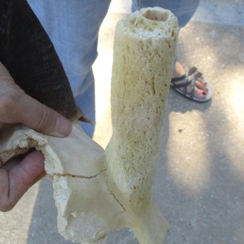 B-Grade Female Eland Skull Plate with 23-1/2 inch Horns - $29 