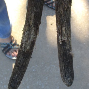 B-Grade Female Eland Skull Plate with 23-1/2 inch Horns - $29 