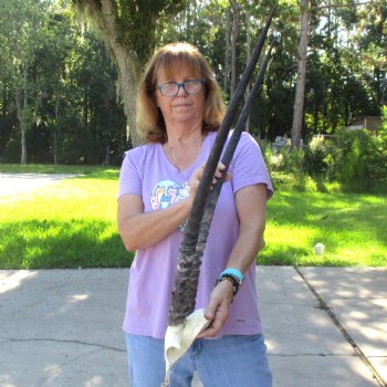 Gemsbok Skull Plate with 29 & 30 inch horns for sale $60