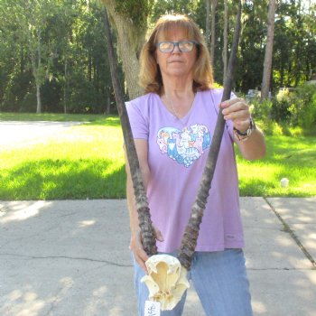 Gemsbok Skull Plate with 29 & 30 inch horns for sale $60