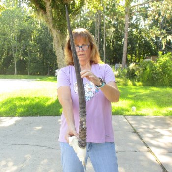 Gemsbok Skull Plate with 29 & 30 inch horns for sale $60