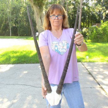 B-Grade Gemsbok Skull Plate with 29 inch horns for sale $55