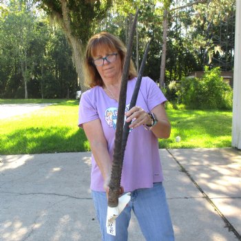 B-Grade Gemsbok Skull Plate with 29 inch horns for sale $55