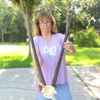 B-Grade Gemsbok Skull Plate with 29 inch horns for sale $55