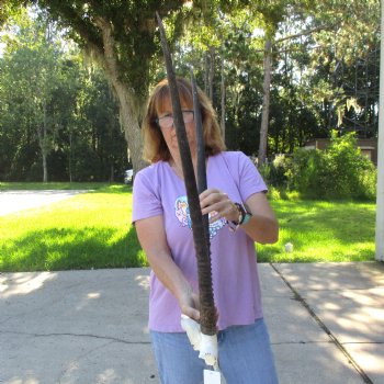 B-Grade Gemsbok Skull Plate with 29 inch horns for sale $55