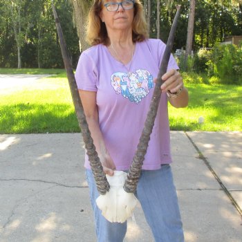 Craft-Grade Gemsbok Skull Plate with 28 & 29 inch horns for sale $49