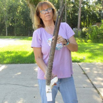 Craft-Grade Gemsbok Skull Plate with 28 & 29 inch horns for sale $49