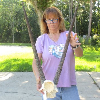 Craft-Grade Gemsbok Skull Plate with 28 & 29 inch horns for sale $49