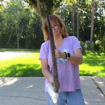 Craft-Grade Gemsbok Skull Plate with 28 & 29 inch horns for sale $49