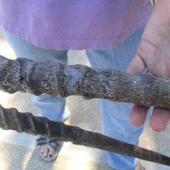 Craft-Grade Gemsbok Skull Plate with 28 & 29 inch horns for sale $49