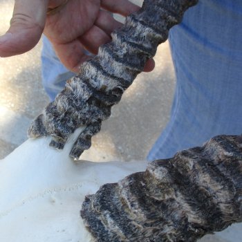 Craft-Grade Gemsbok Skull Plate with 28 & 29 inch horns for sale $49