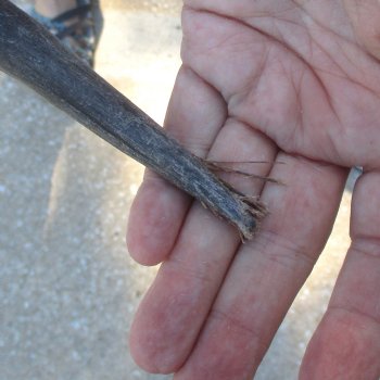 Craft-Grade Gemsbok Skull Plate with 28 & 29 inch horns for sale $49