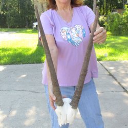 Craft-Grade Gemsbok Skull Plate with 23 inch horns for sale $39