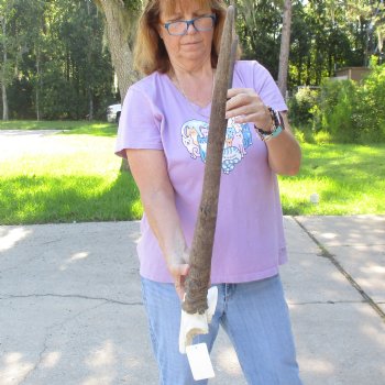 Craft-Grade Gemsbok Skull Plate with 23 inch horns for sale $39