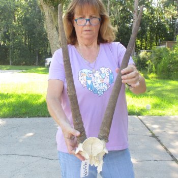 Craft-Grade Gemsbok Skull Plate with 23 inch horns for sale $39