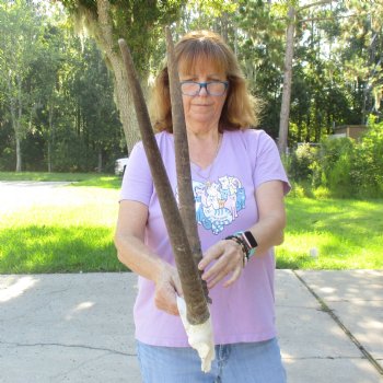 Craft-Grade Gemsbok Skull Plate with 23 inch horns for sale $39